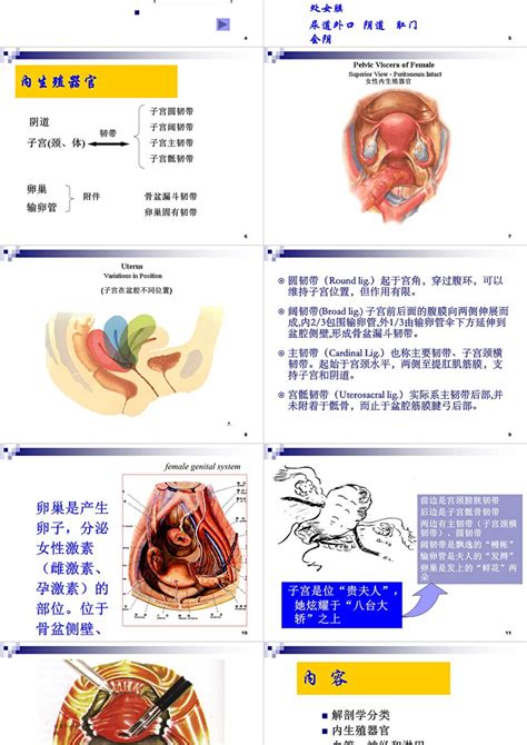 陰地位置|女性外生殖器